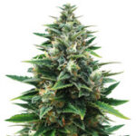 Raw Diesel
