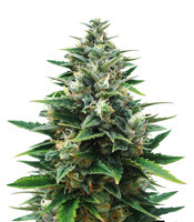 Raw Diesel - Herbies