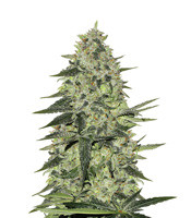 Rhino Ryder Auto - Herbies