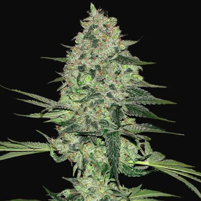 Rhino Ryder Autoflowering - Hanfgarten
