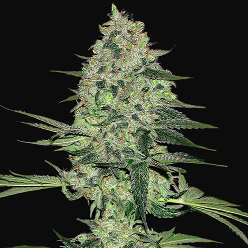 Rhino Ryder Autoflowering - Hanfgarten