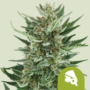 Royal Cheese Auto – Royal Queen Seeds