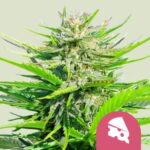 Royal Cheese Fast Flowering