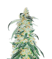 RudeBoi OG - Herbies