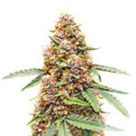 Runtz Autoflower