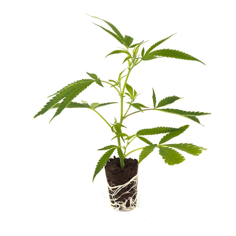 Runtz - Hanfgarten