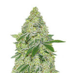 Sherbet Autoflower