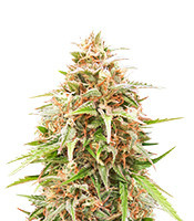 Shiva Skunk Automatic - Herbies