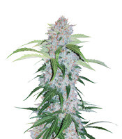 Six Shooter Auto - Herbies