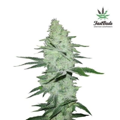 Six Shooter Autoflowering - Hanfgarten