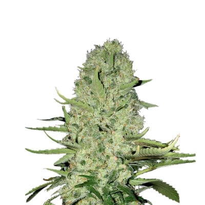 Skittlez 040 Autoflowering Cannabis Samen Sativa – CBD040