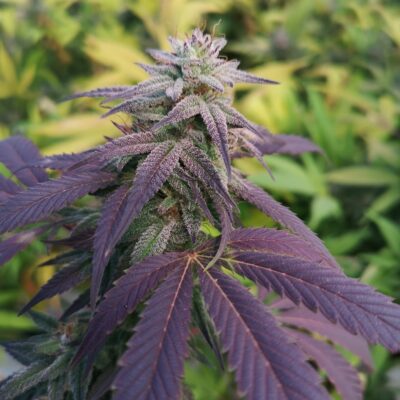 Skittlez Samen Automatik - Lucky Hemp