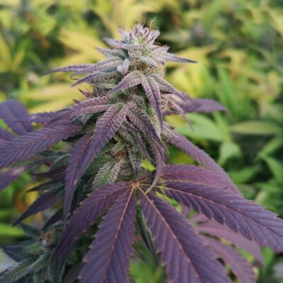 Skittlez Samen Feminisiert - Lucky Hemp
