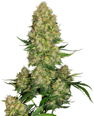 Skunk #1 Autoflowering Cannabis Samen - CBD040
