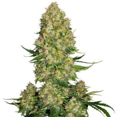 Skunk #1 - CBDNOL