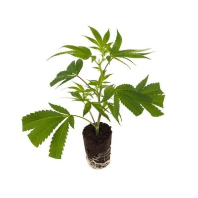 Skunk #1 – Hanfgarten