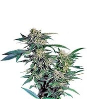 Skunk Kush - Herbies