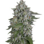 Skywalka Cookies