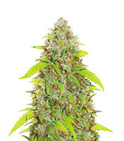 Skywalker Haze - Herbies