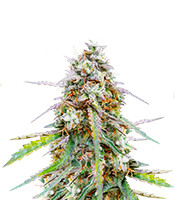 Skywalker OG Auto - Herbies