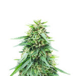Somango XXL