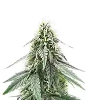 Sour Apple Autoflower - Herbies