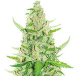 Sour Diesel Auto