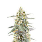 Sour Diesel Autoflower
