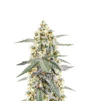 Sour Diesel Autoflower – Herbies