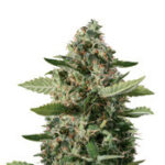 Sour Diesel