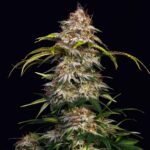 Sour Diesel US Samen Feminisiert