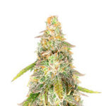 Sour Diesel x OG Kush