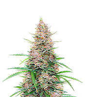 Sour Jealousy Auto - Herbies