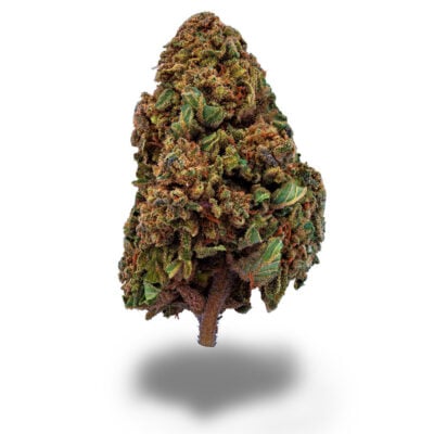 Sour Mango - CBDIA