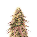 Sour Strawberry