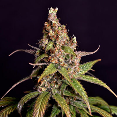 Sour Tangie Samen Automatik - Lucky Hemp