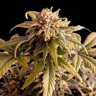 Speedy Boom Auto - Kannabia