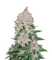 Stardawg Auto - Herbies