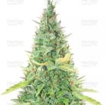 Critical XXL Auto