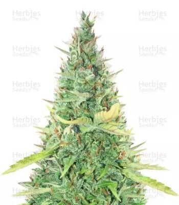 Critical XXL Auto – Herbies