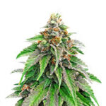 Strawberry Amnesia