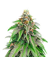 Strawberry Amnesia – Herbies