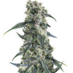 Strawberry Banana
