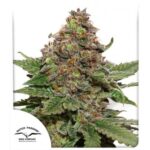 Strawberry Cough Feminisiert