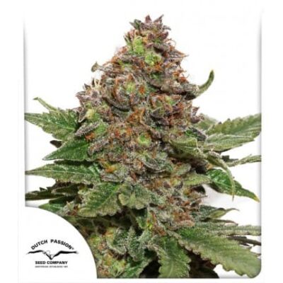 Strawberry Cough Feminisiert - Hanfgarten