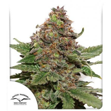 Strawberry Cough Feminisiert - Hanfgarten