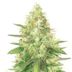 Strawberry Cough