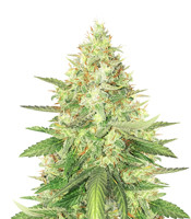 Strawberry Cough - Herbies