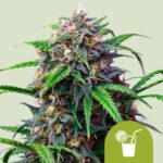 Strawberry Cough