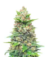 Strawberry Gorilla Auto - Herbies